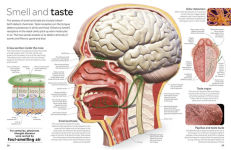 Alternative view 8 of Eyewitness Human Body