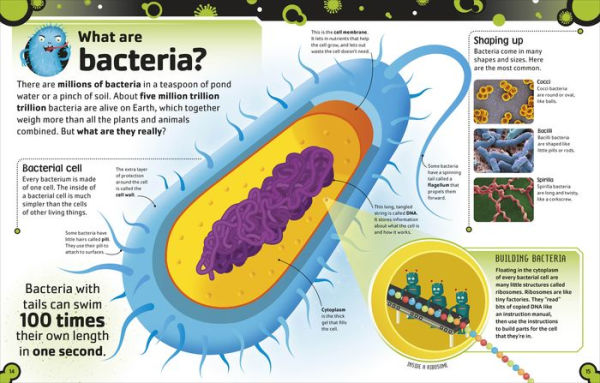 The Bacteria Book: Gross Germs, Vile Viruses and Funky Fungi