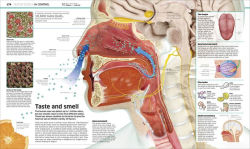 Alternative view 8 of Knowledge Encyclopedia: The World as You've Never Seen it Before