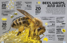 Alternative view 2 of Our World in Numbers Animals: An Encyclopedia of Fantastic Facts