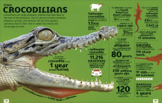 Alternative view 4 of Our World in Numbers Animals: An Encyclopedia of Fantastic Facts