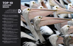 Alternative view 5 of Our World in Numbers Animals: An Encyclopedia of Fantastic Facts