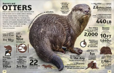 Alternative view 6 of Our World in Numbers Animals: An Encyclopedia of Fantastic Facts