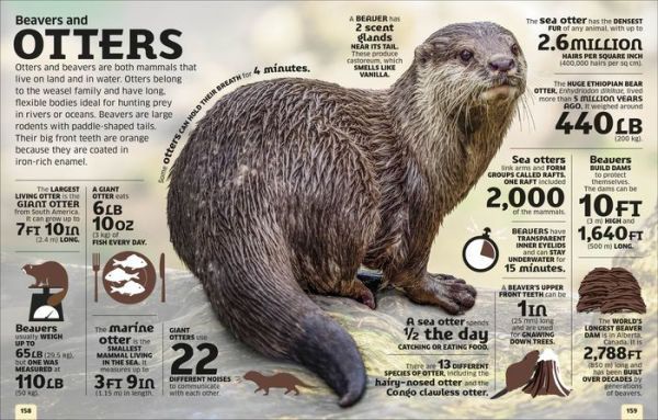 Our World Numbers Animals: An Encyclopedia of Fantastic Facts