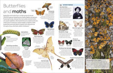 Alternative view 4 of Eyewitness Insect