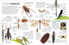 Alternative view 5 of Eyewitness Insect