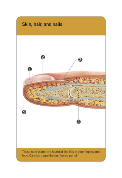 Our World in Pictures Human Body Flash Cards