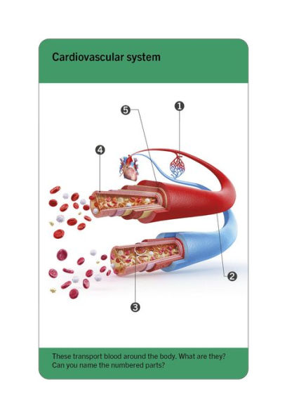 Our World in Pictures Human Body Flash Cards