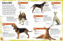 Alternative view 3 of My Book of Dogs and Puppies: A Fact-Filled Guide to Your Canine Friends