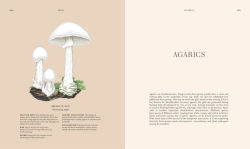 Alternative view 5 of Fungi: Discover the Science and Secrets Behind the World of Mushrooms