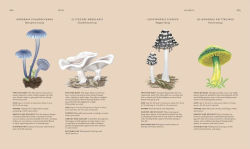 Alternative view 6 of Fungi: Discover the Science and Secrets Behind the World of Mushrooms