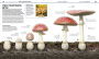 Alternative view 6 of Knowledge Encyclopedia Plants and Fungi