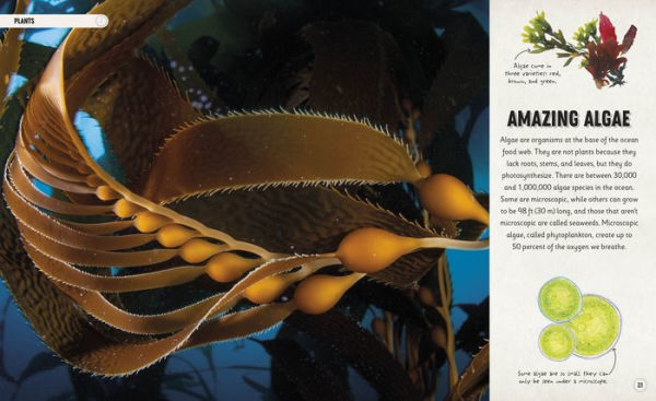 Amazing Oceans: The Surprising World of Our Incredible Seas