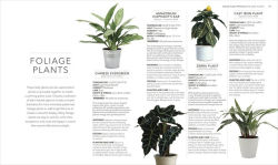 Alternative view 5 of Houseplant: Practical Advice for All Houseplants, Cacti, and Succulents