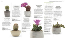 Alternative view 6 of Houseplant: Practical Advice for All Houseplants, Cacti, and Succulents