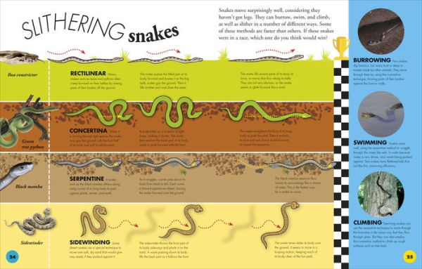 Everything You Need to Know About Snakes: And Other Scaly Reptiles