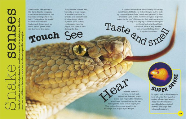 Everything You Need to Know About Snakes