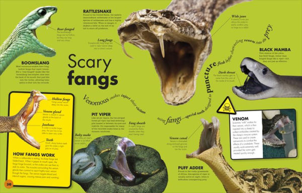 Everything You Need to Know About Snakes