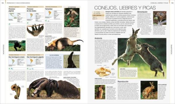 Animal (Spanish edition): La guía visual definitiva