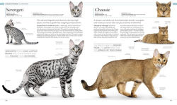 Alternative view 6 of The Cat Encyclopedia: The Definitive Visual Guide