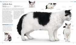 Alternative view 7 of The Cat Encyclopedia: The Definitive Visual Guide