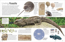 Alternative view 6 of Eyewitness Fossil