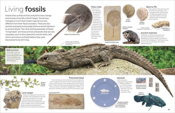 Eyewitness Fossil