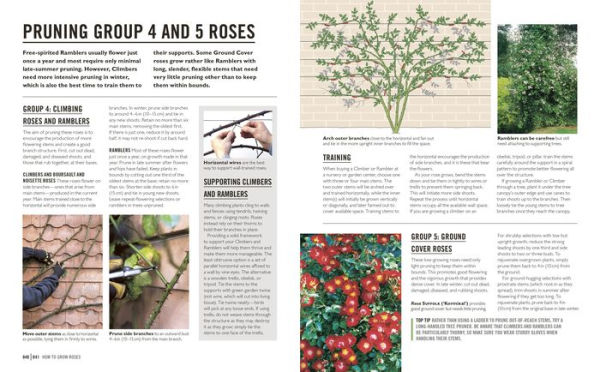 Grow Roses: Essential Know-how and Expert Advice for Gardening Success