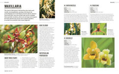 Alternative view 8 of Grow Orchids: Essential Know-how and Expert Advice for Gardening Success