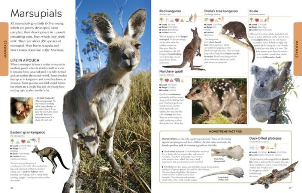 Animals A Visual Encyclopedia