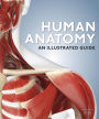 Human Anatomy