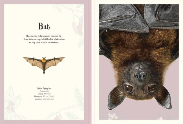 An Anthology of Intriguing Animals Poster Book: With More Than 30 Reversible Tear-Out Posters