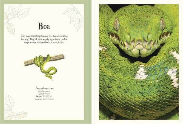 An Anthology of Intriguing Animals Poster Book: With More Than 30 Reversible Tear-Out Posters