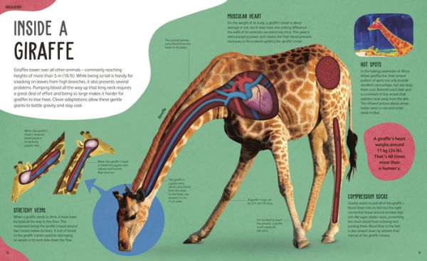 The Animal Body Book: An Insider's Guide to the World of Animal Anatomy