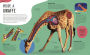 Alternative view 4 of The Animal Body Book: An Insider's Guide to the World of Animal Anatomy