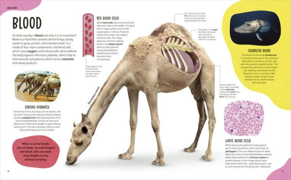 The Animal Body Book: An Insider's Guide to the World of Animal Anatomy