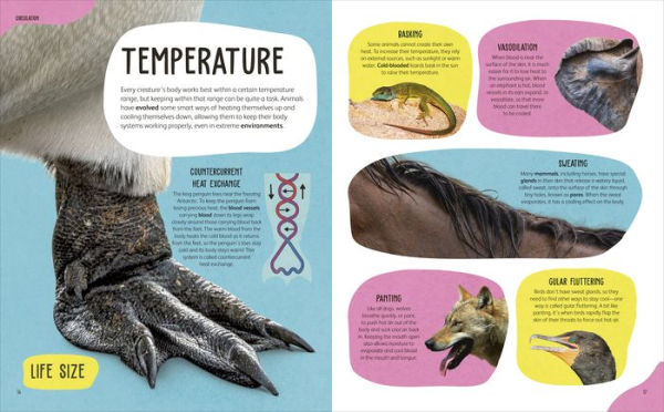 The Animal Body Book: An Insider's Guide to the World of Animal Anatomy