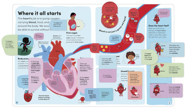 You and Your Body: A First Look Inside the Human Body