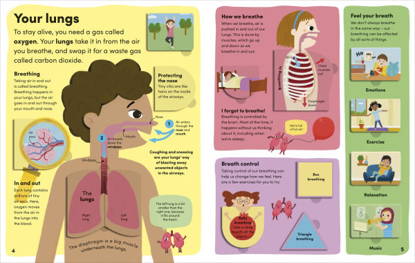 You and Your Body: A First Look Inside the Human Body