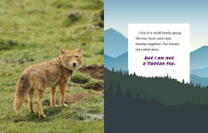 Alternative view 4 of I Am Not a Snow Leopard: Animals in the Mountains
