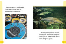 Alternative view 4 of Endangered Fish Around the World