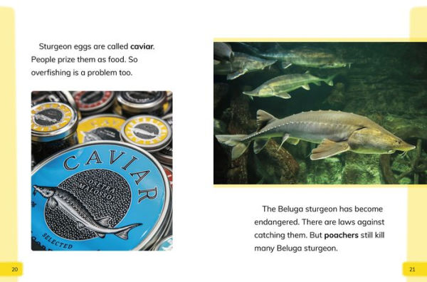 Endangered Fish Around the World