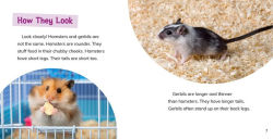 Alternative view 3 of Is a Hamster or a Gerbil the Pet for Me?