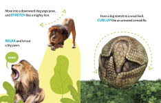 Alternative view 4 of Monkeys Swing and Cheetahs Sprint: Spotting Motion Words at the Zoo