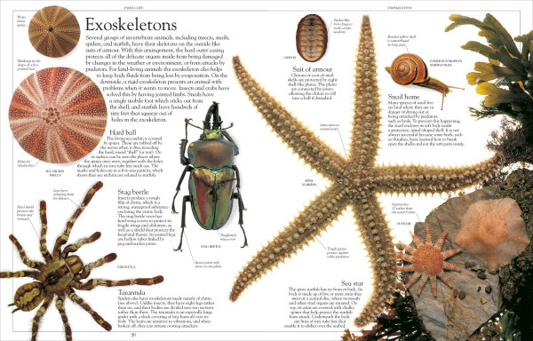 Encyclopedia of Animals