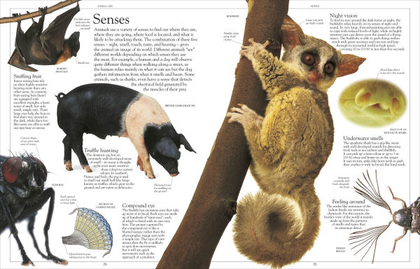 Encyclopedia of Animals