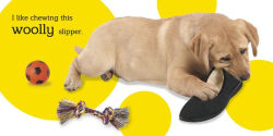 Alternative view 3 of Touch and Feel: Puppy