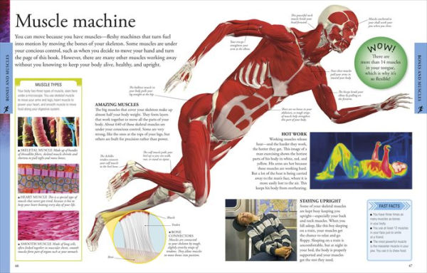 Human Body: A Visual Encyclopedia