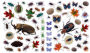 Alternative view 11 of Eyelike Stickers: Bugs