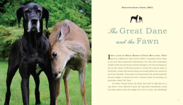 Unlikely Loves: 43 Heartwarming True Stories from the Animal Kingdom